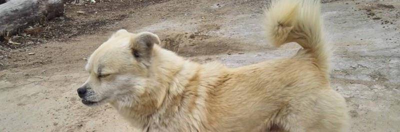 怎么看猎犬的
