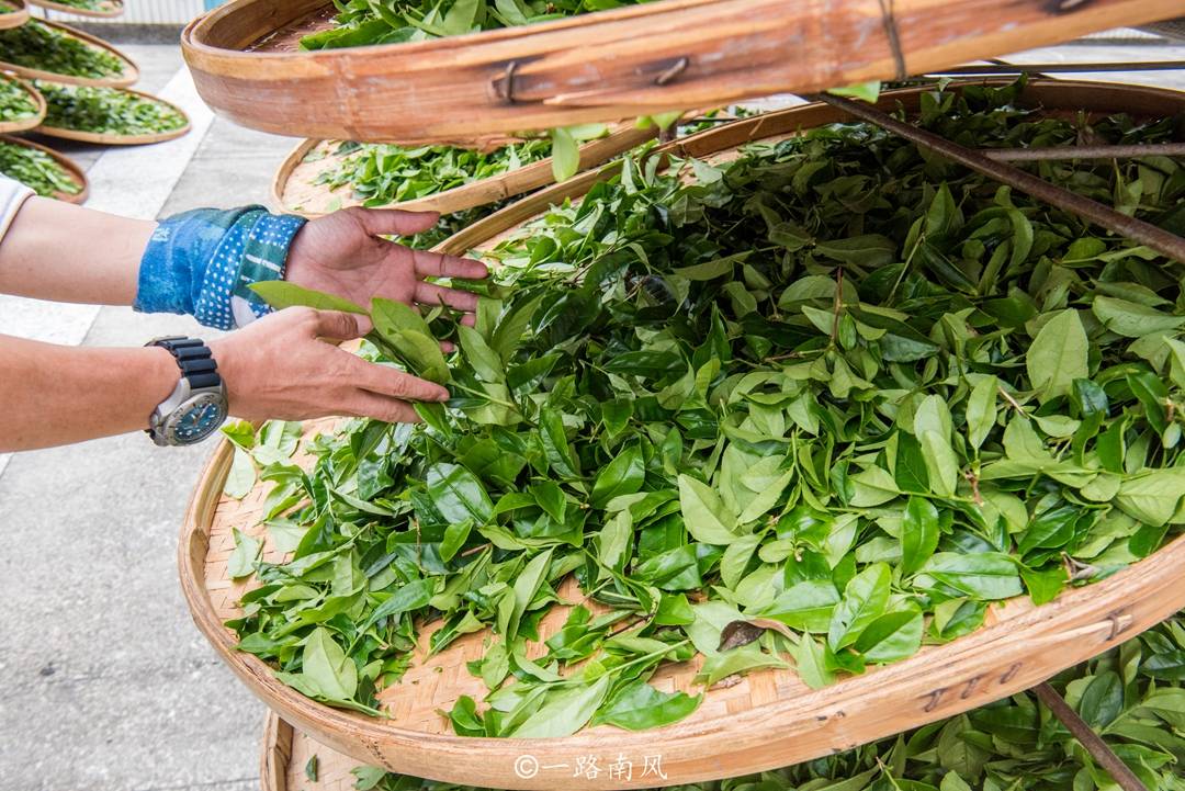 景区|广东唯一的5A级茶园景区，位于梅州市，景色清新如世外桃源