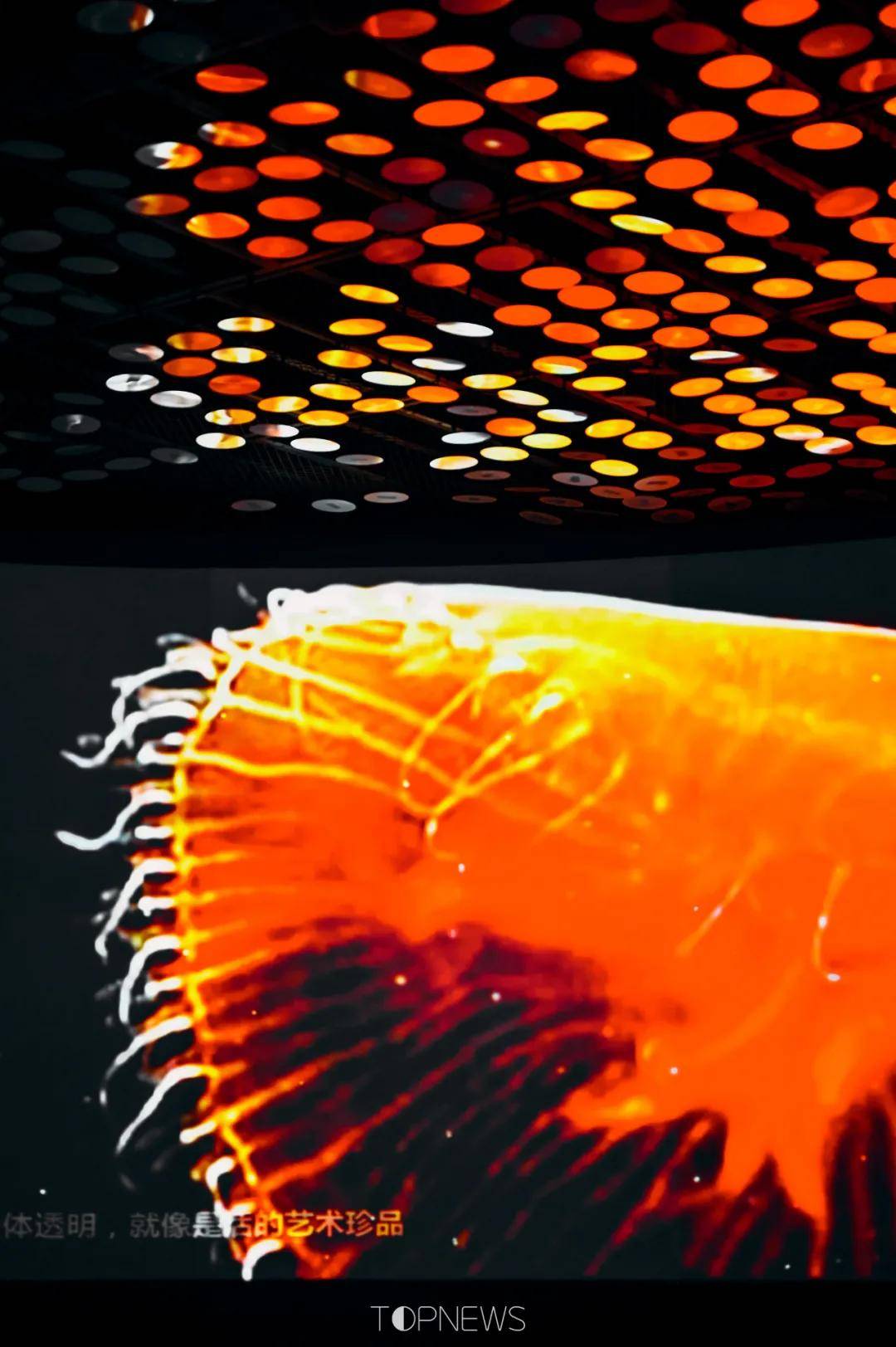 深藏BLUE！同济大学深海探索馆真的火了！