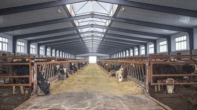 养殖|肉牛疾病的防治:牛传染性鼻气管炎病的诊治