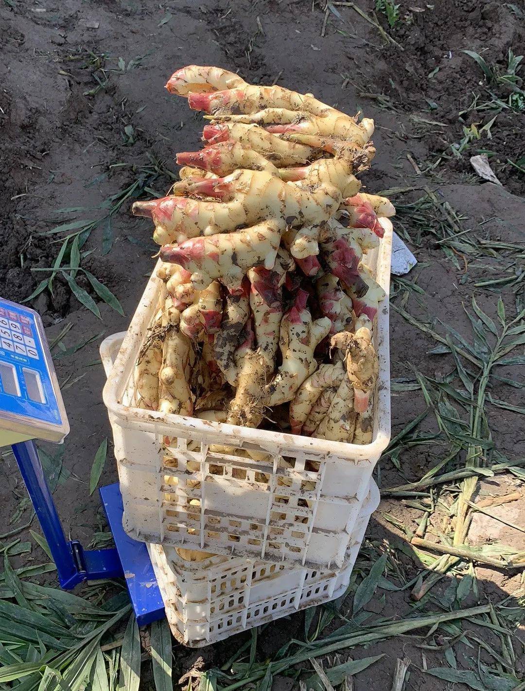 此次測產地塊選在石家莊市欒城區冶河鎮蘇邱村崔洪濤的雲天化大姜示範