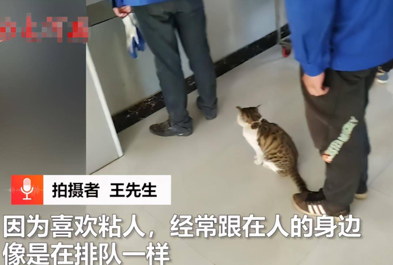 人群成精了！内蒙古一狸花猫在食堂随人“排队打饭”，标准姿势逗人乐