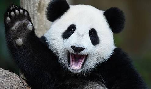 笑skr人,奶熊猫叉腿坐树杈屁屁不硌得慌 网友 为了显腿长拼了