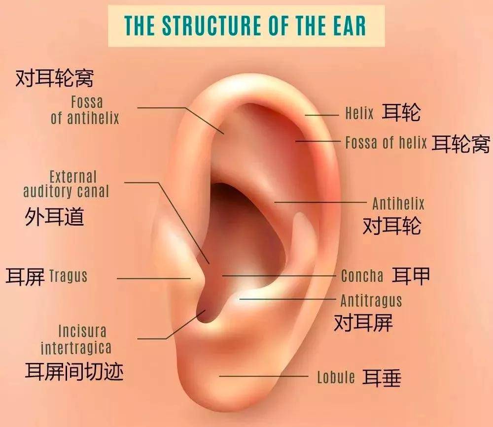 耳朵图解大全图片