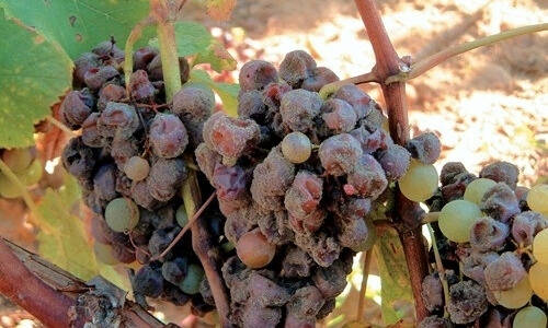一物|“甜酒”和“强化葡萄酒”酿造方法相同？仅有一物之差，并非加糖