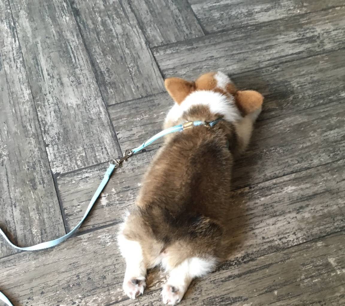 什么天生丽质难自弃，我腿最短我乐意，别碰我的小屁屁，爱咋地咋地