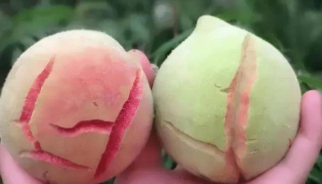 什么叫做桃子 04cb875a78e14592b6665f9b2dbe459c.jpeg