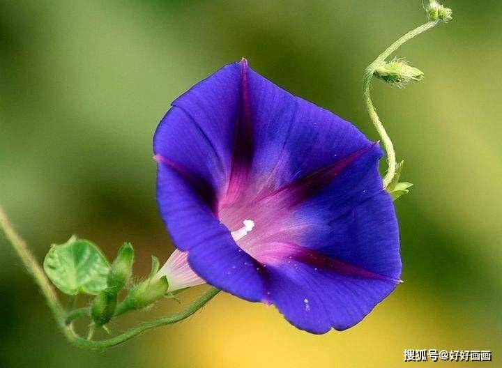 画牵牛花有哪些技巧 叶子和