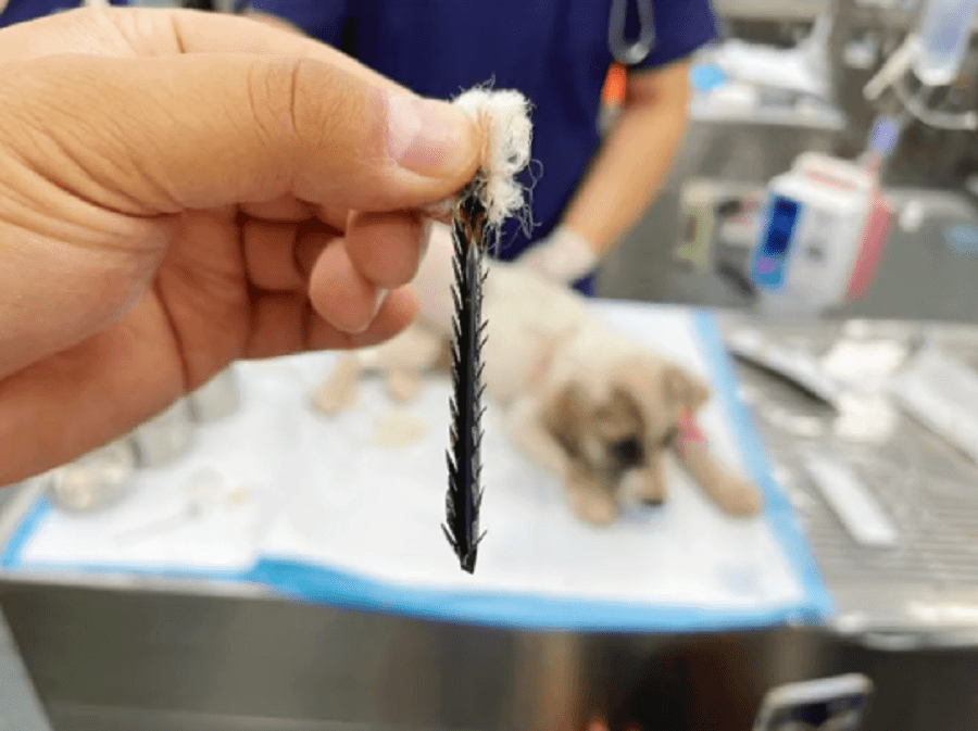 宠物医生剪断的毒箭里满是倒刺