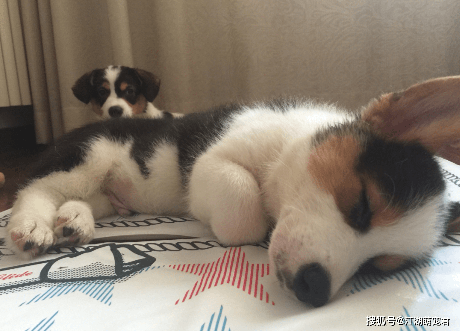 安全感若你家柯基是这样睡觉的，那它肯定很喜欢你