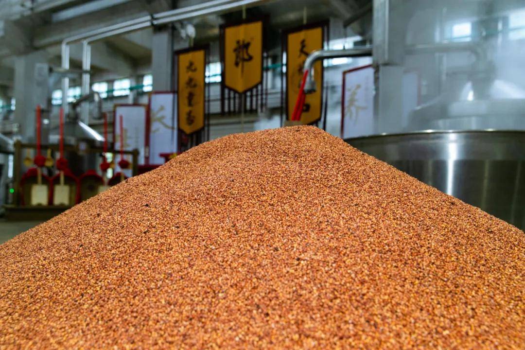 酒庄|世界酒庄郎酒庄园的重阳时间