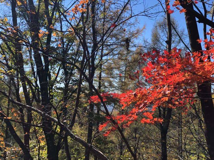 深秋，渴望“万山红遍，层林尽染”的美景（随笔）