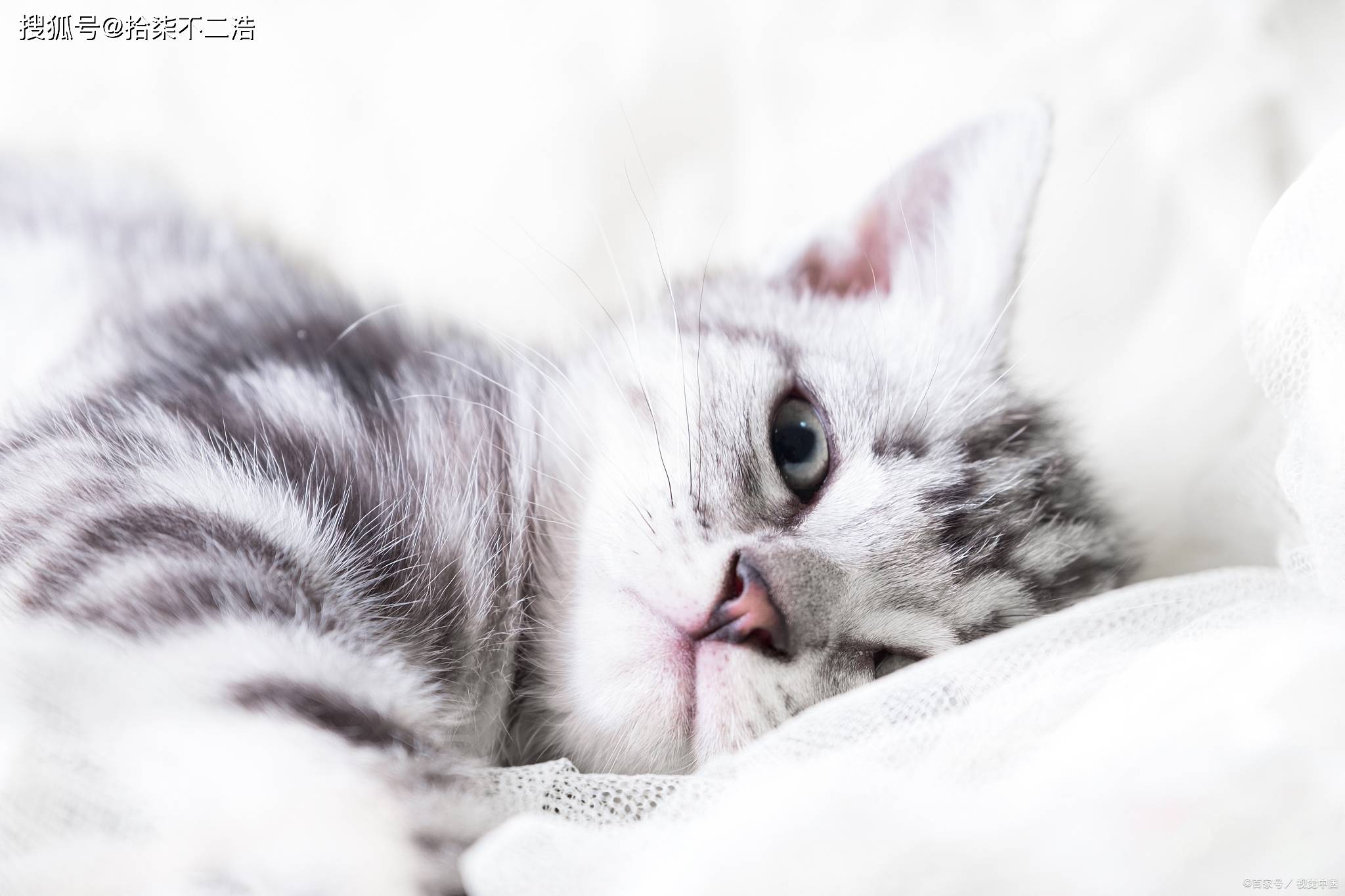 猫咪这十种示好方式,铲屎官们知道吗