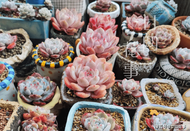 多肉小花盆高颜值 635261721ecb47d591bd0b0214e58c26.png