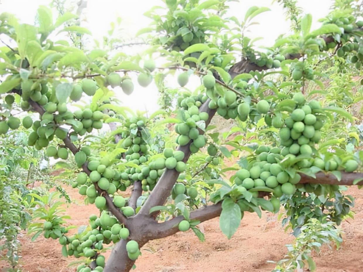 李子苗什么时间修剪最合适?