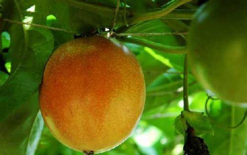 它是巴西"果汁之王",含有135种芳香物质,西番莲不是百香果_水果