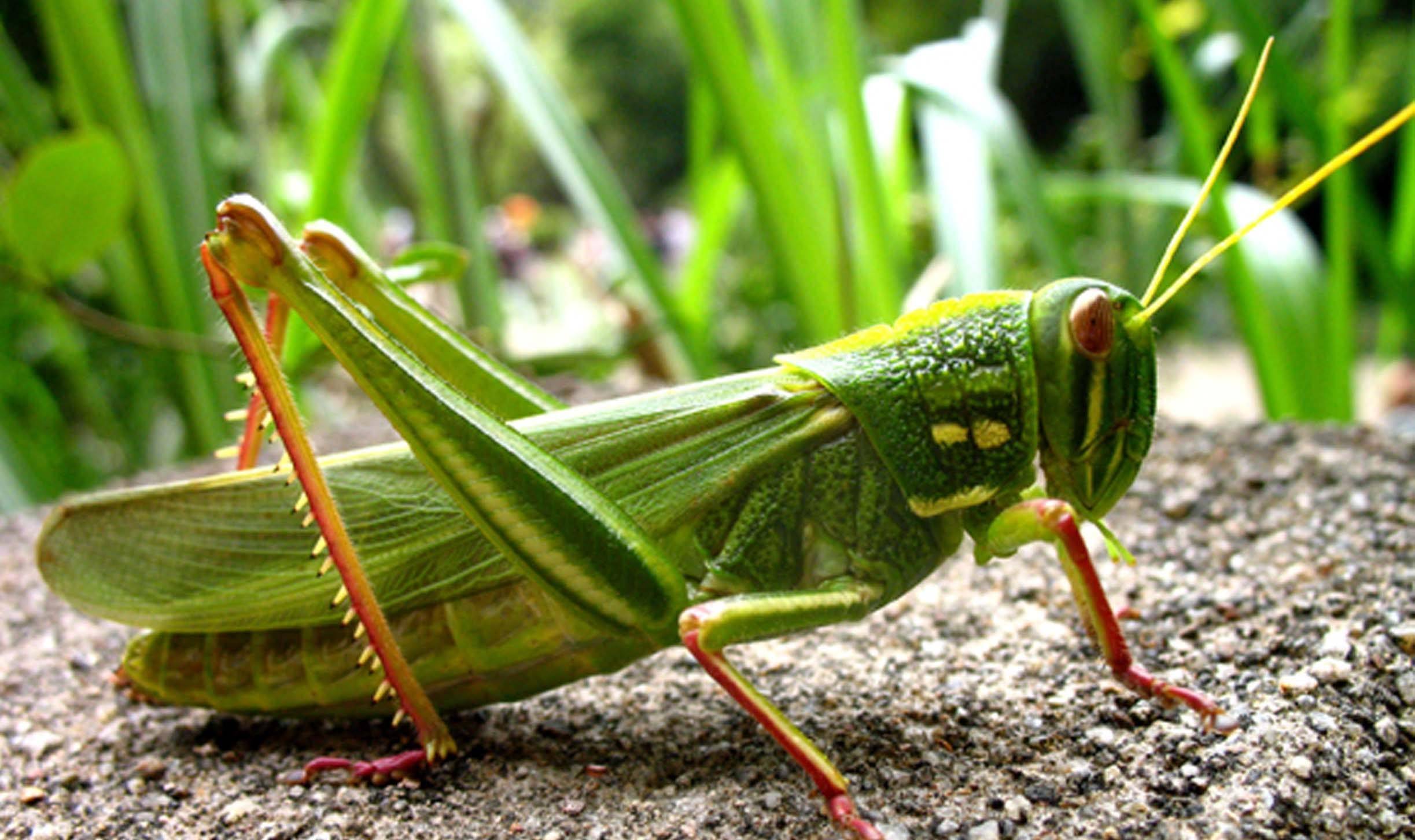 "独居的蝗虫为何一集群就泛滥成灾?