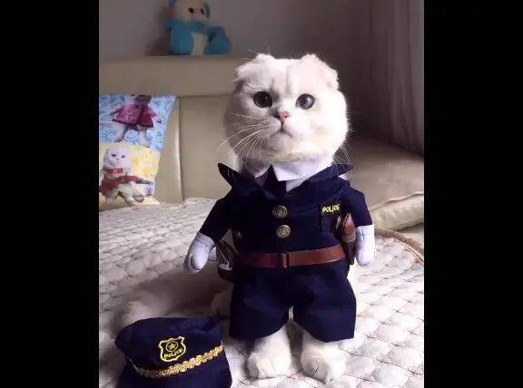 原创主人给喵咪穿上军服,呆萌警觉,一看就是白猫警长!