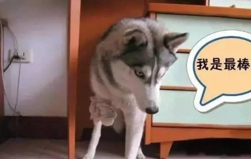 网友二哈被狠心主人打断腿，丢在大街上不管不顾，被救后留下了阴影