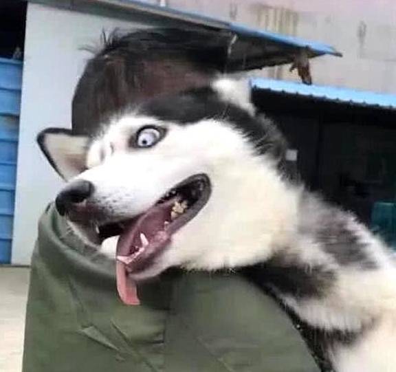 消毒水哈士奇做完绝育手术,被主人扛回家,二哈:等我康复,必报此仇