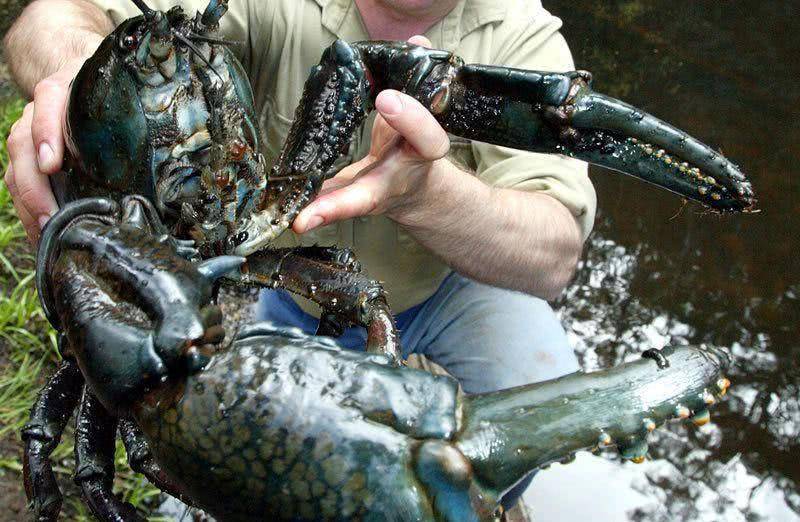原创世界最大的淡水龙虾体长08米重6公斤这座岛上到处都是