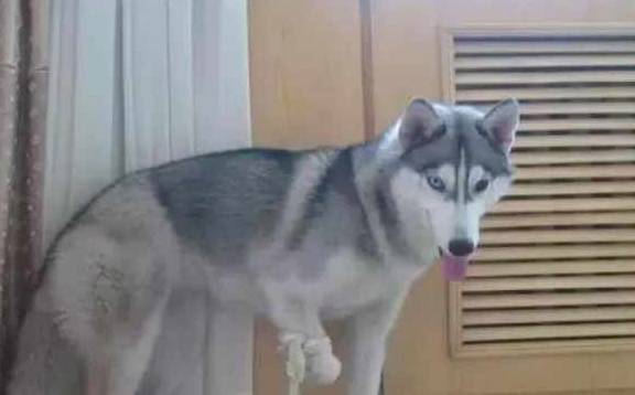 网友二哈被狠心主人打断腿，丢在大街上不管不顾，被救后留下了阴影