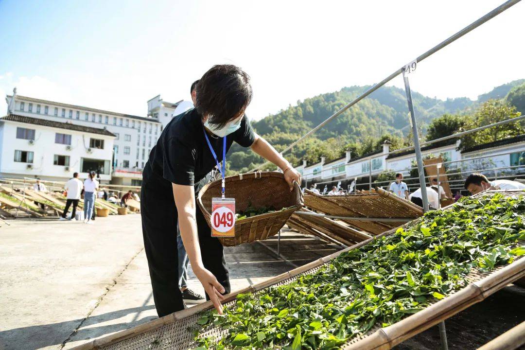 第三届福鼎白茶传统工艺制茶大师暨第二届制茶能手评选活动在鼎白茶业