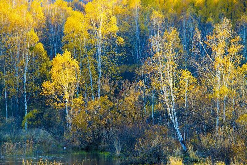东北这座以河流命名的边境小城，如今秋色正浓，一片金黄！