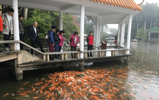 好消息 南宁市青秀山景区的喂金鱼点招租 每年仅54万元起 饲料 新闻时间