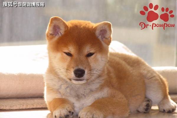 爪爪博士 狗狗有常见的消化系统疾病怎么办 方案详细如下 食物 新闻时间