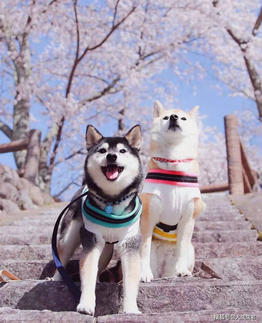 白柴的身世之谜_搜狐网