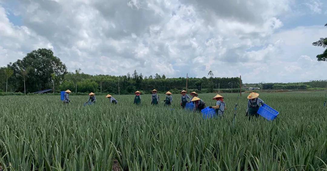 原料累计销售1000万只原液芦荟胶，寻荟记凭什么做到