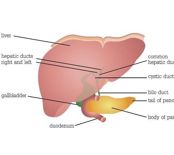 地方|肝脏好不好，看这4个地方就能知晓，请你尽快对照看看