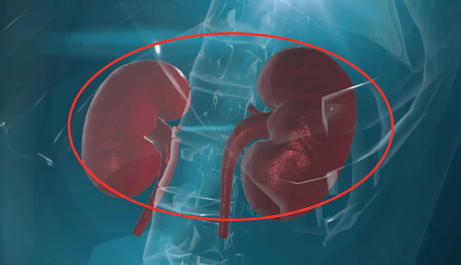 肾脏|为什么猪和人能移植肾脏？猪肾移植人体，正常工作了54小时