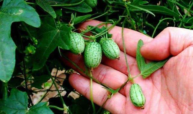 这野果人称"拇指西瓜",卖到60元一斤,网友:浓缩的就是精华