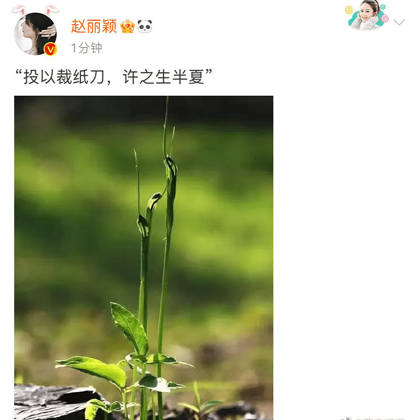 人气|赵丽颖、杨紫、迪丽热巴新剧齐官宣，粉丝有福利了！5部剧总有你的最爱