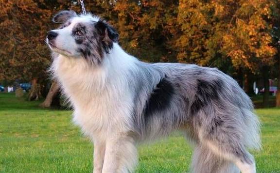 智商狗狗颜值被重新排名，第一名不是阿富汗猎犬，而是它？