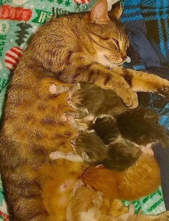 救助流浪猫妈妈被救助后却心事重重，直到和小奶猫们重逢，才如释重负