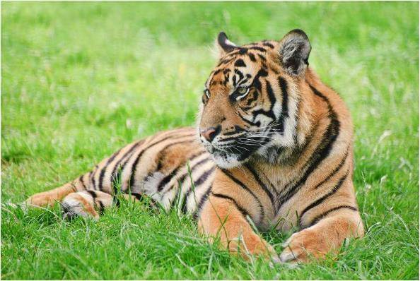 属虎人不同季节出生性格不同老人说的很准的