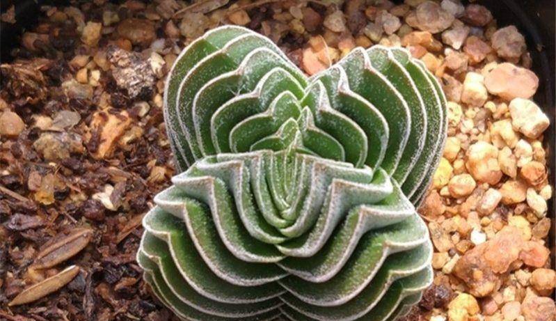 趣味多肉方塔,叶片层层叠叠堆积成塔,俯瞰还是规则十字形