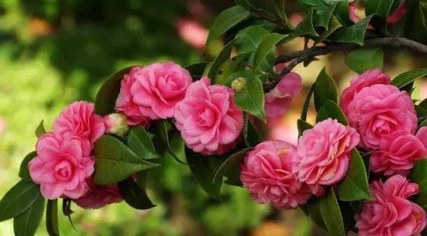 原来8种花还能食用 而且营养功效高 爱花的你了解不 菊花