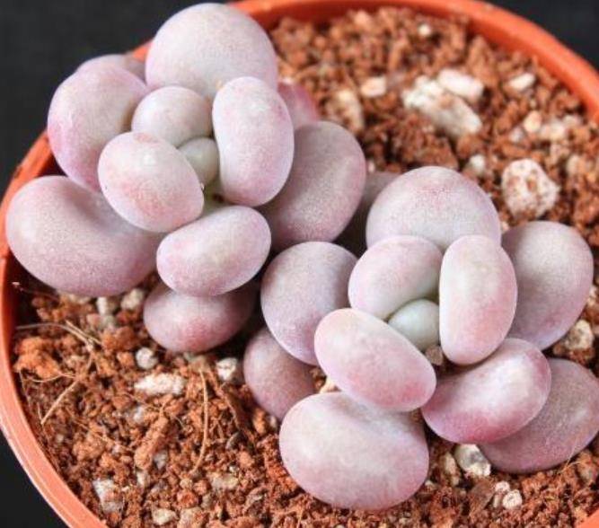 盘点6种粉色系多肉个个长得胖乎乎皮实好养又可爱