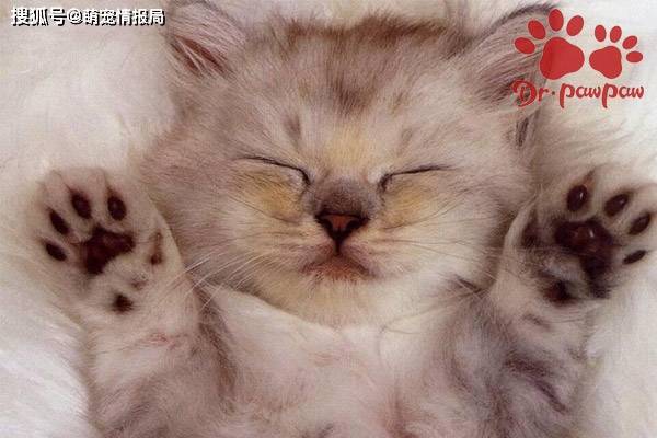 普安特：猫咪肝炎是如何导致的？如何判断猫肝炎的症状_主人- 全网搜