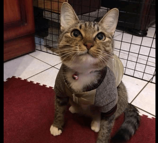 因为怀孕流浪猫主动示好男子，被收养后肚子却越变越小，原来被套路了