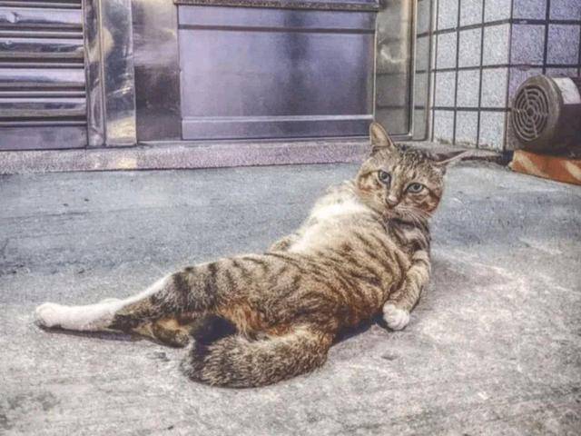 猫咪小猫因吃不饱，竟然讹上人类女孩，自己混熟后，再带不同小弟上门