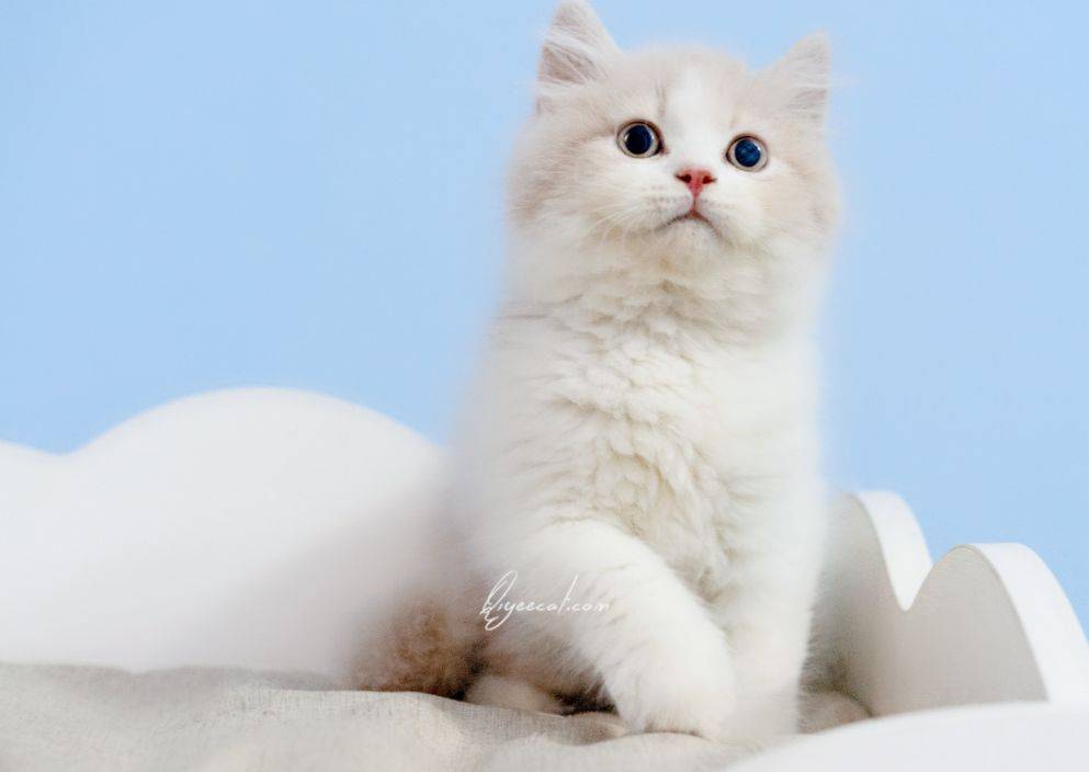 猫咪|猫喜欢的零食有哪些,双十一不容错过的猫零食推荐