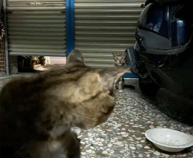 猫咪小猫因吃不饱，竟然讹上人类女孩，自己混熟后，再带不同小弟上门