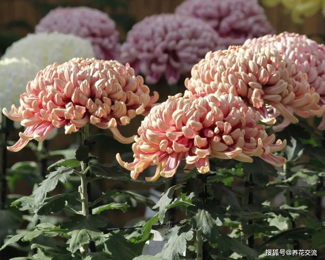 8种秋季开花灿烂的花卉 适合盆栽养阳台上 也能在院子种一片 植物