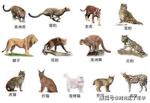 动物进化史上犬科动物和猫科动物哪个更厉害 海德尼