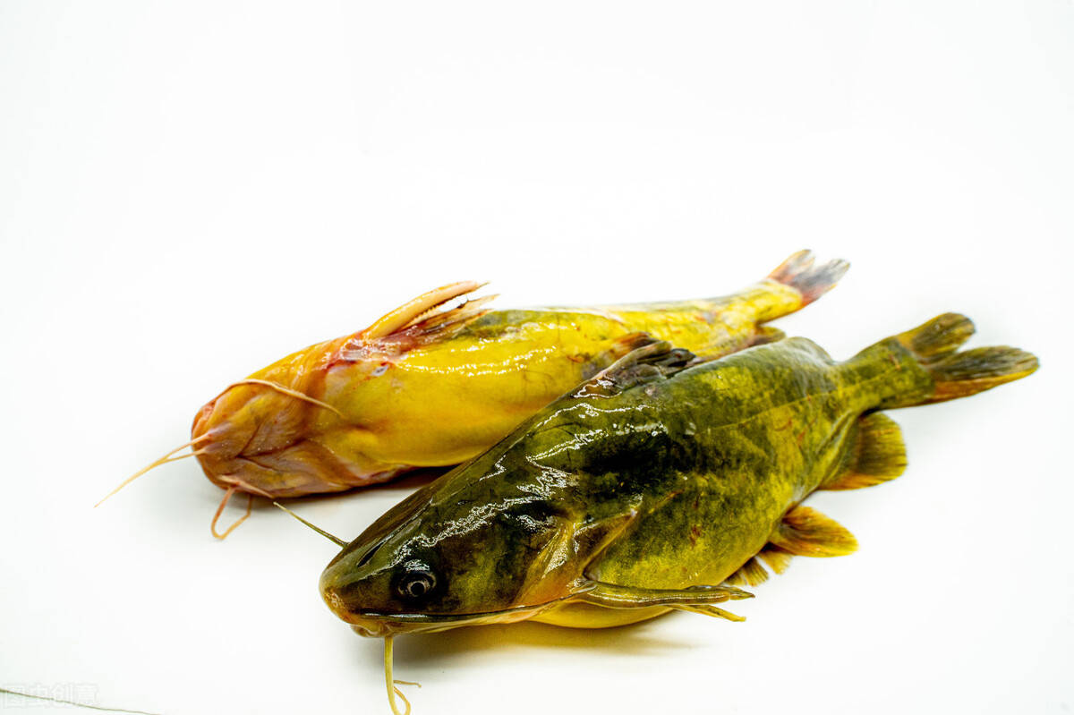 黄颡鱼腹水治不好分这三个发病原因对症治疗才是关键